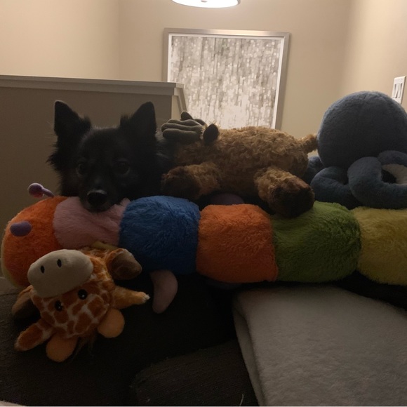 Meet your Posher, Jasmine - Picture 5 of 5